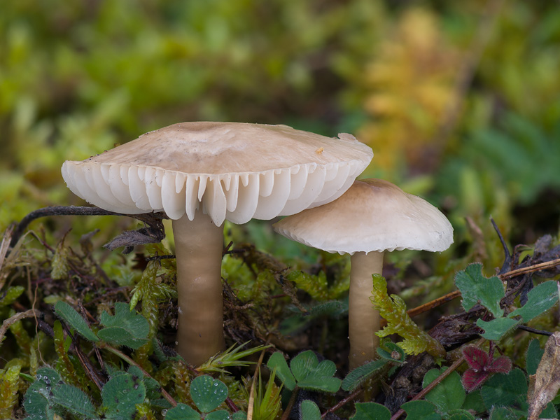 Hygrocybe irrigata